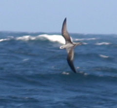 Cook's Petrel